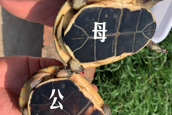 黄缘闭壳龟繁殖组要几只「龟谷鳖老」